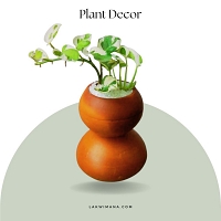 Indoor plant(money plant) -0119