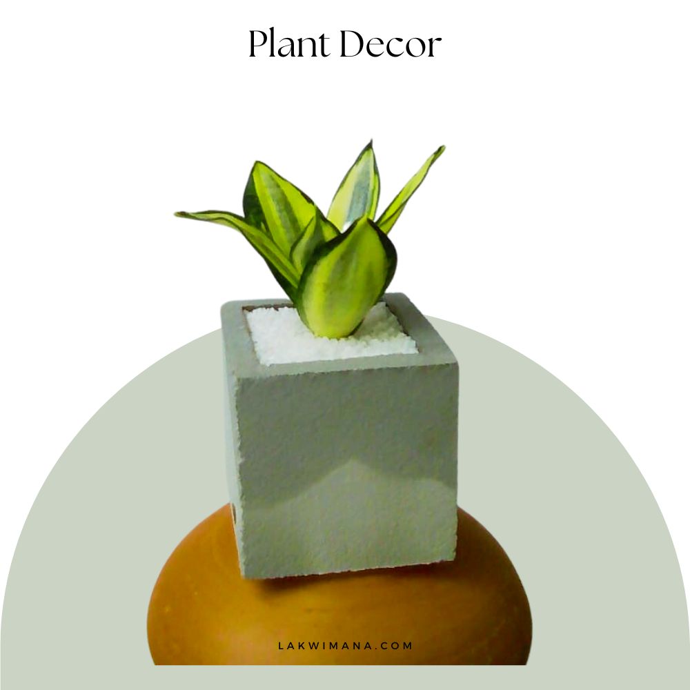 Sneak Plant(indoor)