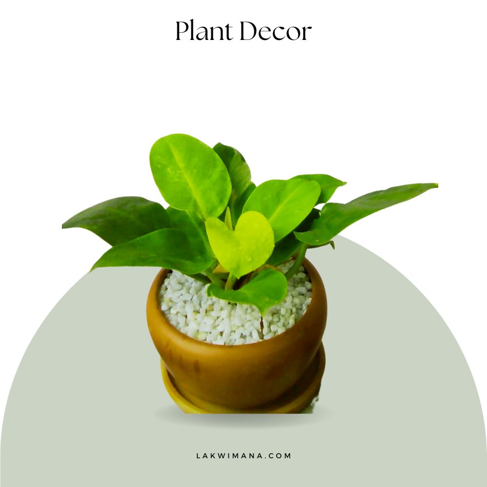 Indoor Plant(Pilot Plant)