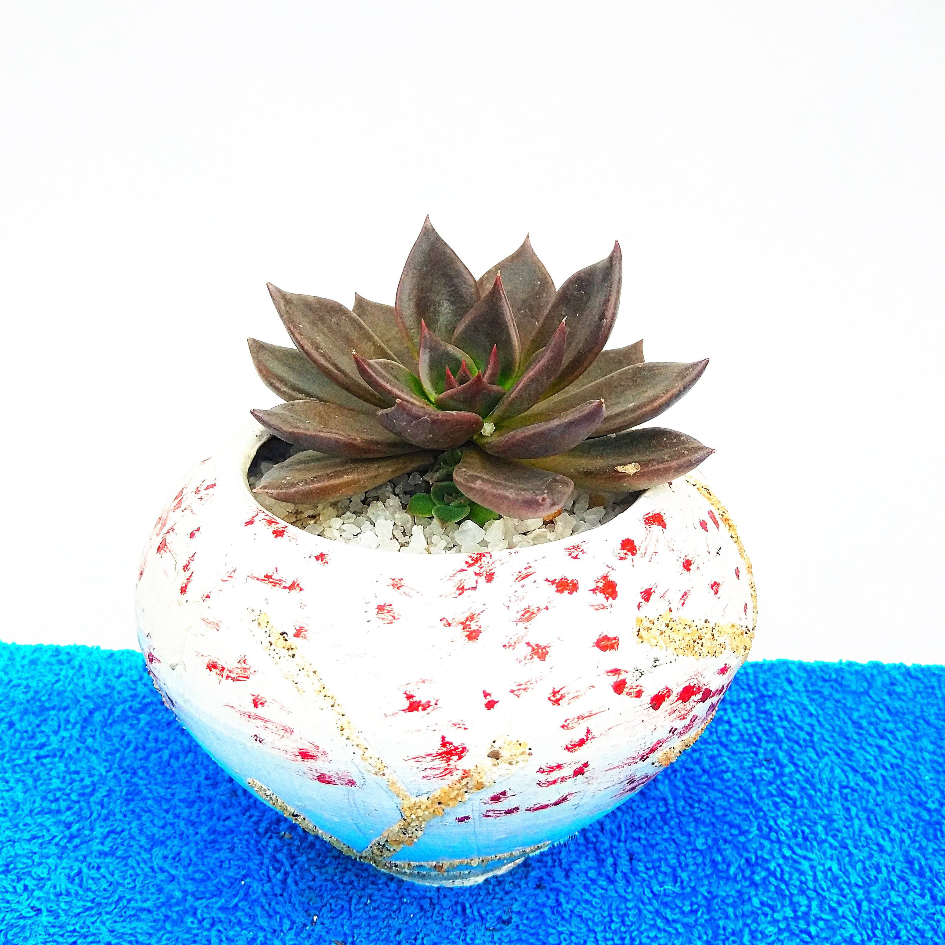 Cactus Plant -0017