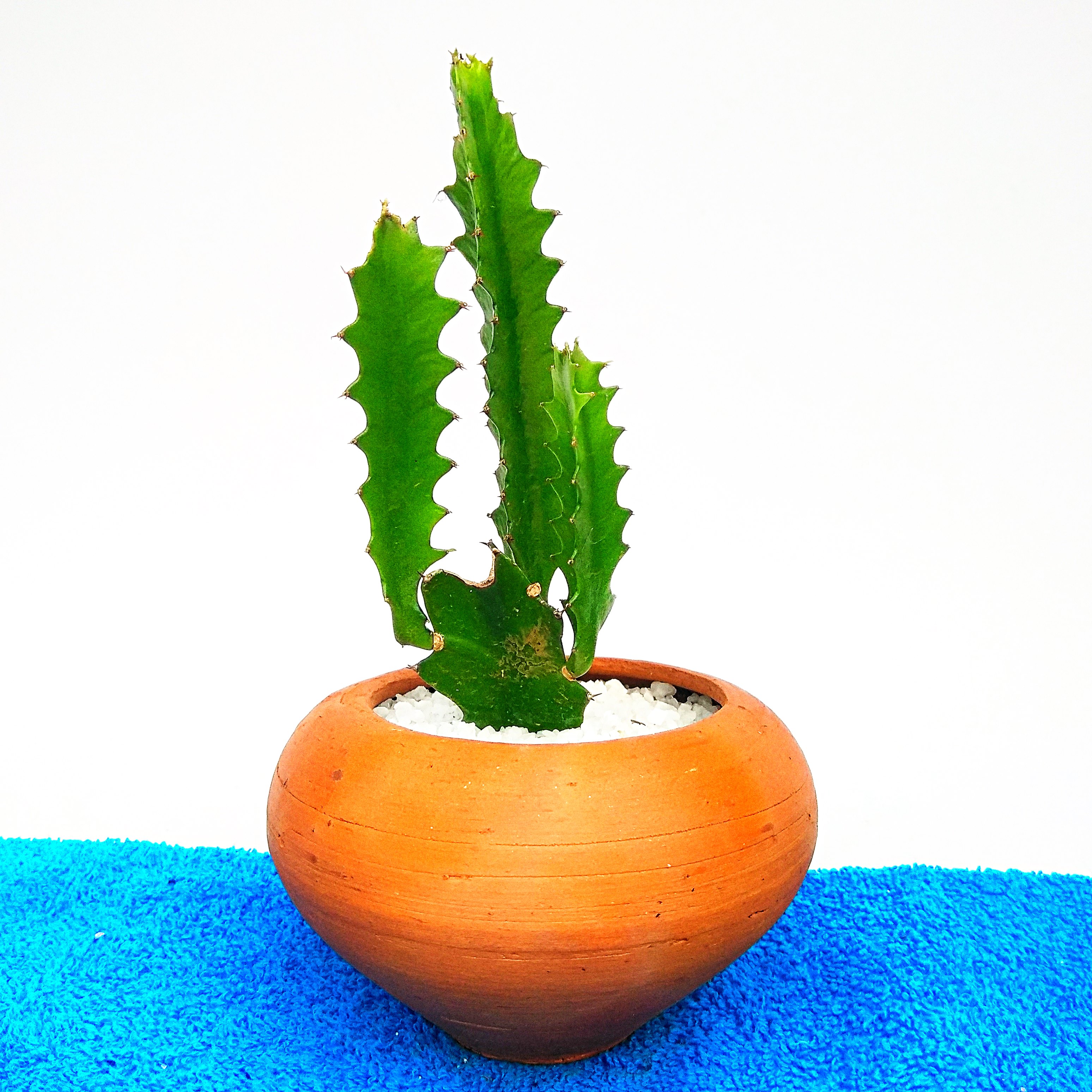 Cactus Plant -0016