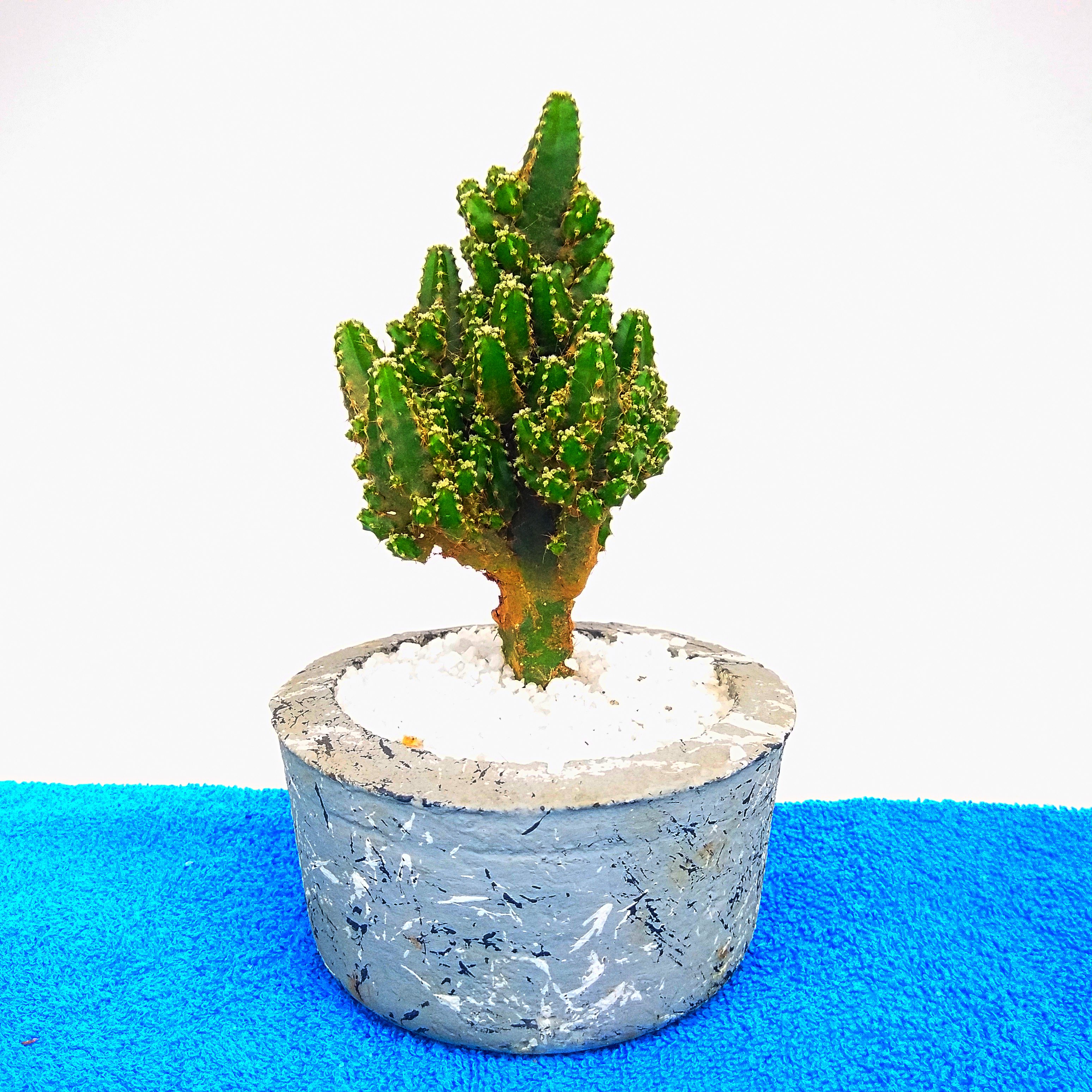 Cactus Plant -0013