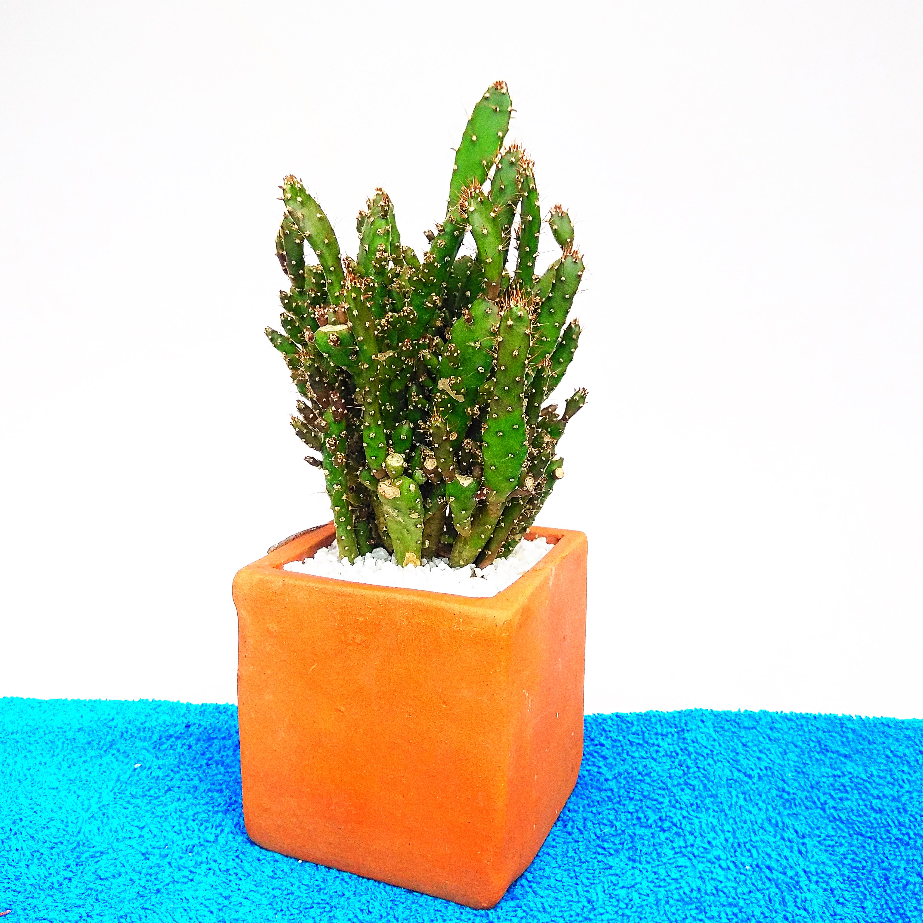 Cactus Plant -0012