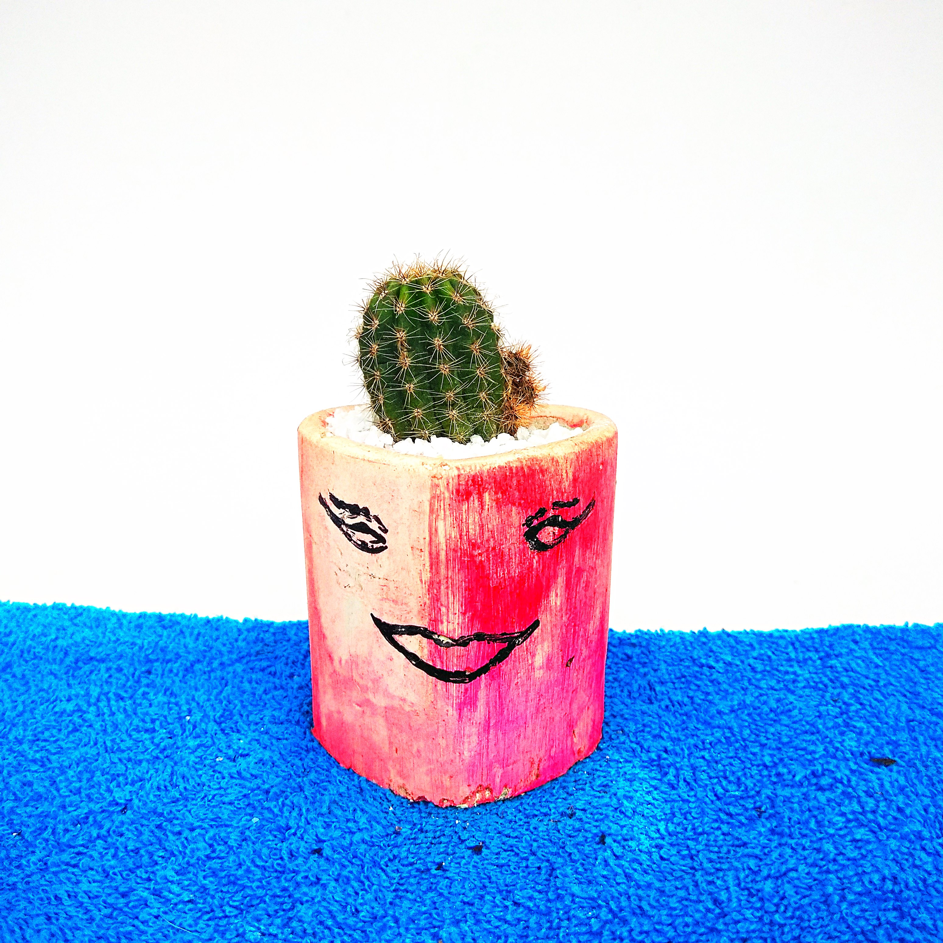 Cactus Plant -002
