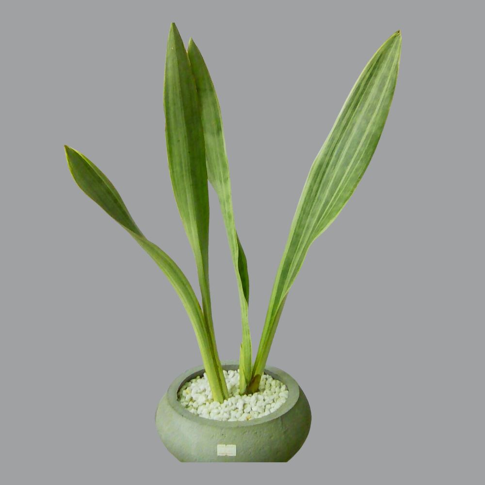 Snake Plant Indoor -HK00990