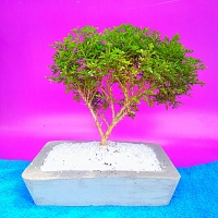 Kuruekteriya Bonsai Plants -0040