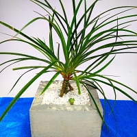 Kuruvetakeiya plant -0032