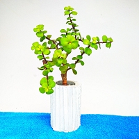 Indoor plant -0031