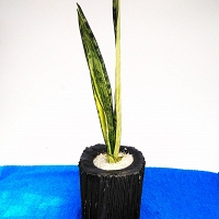 Snake plant Indoor -0030
