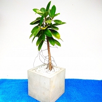 Pethinuga Bonsai Plant -0027