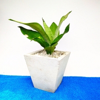 Indoor Oxygen Plant -0026