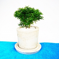 Kuruekteriya Bonsai Plant -0024