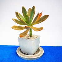 Cactus Plant -0023