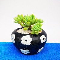 Cactus Plant -0015