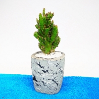 Cactus Plant -0014