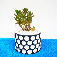 Cactus Plant -008