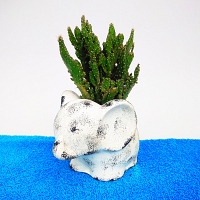 Cactus Plant -007