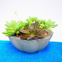 Cactus Plant -005