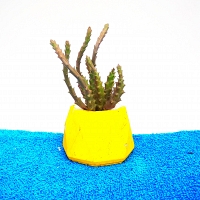 Cactus Plant -003