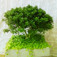 Bonsai Plant kuru Atteriya - HK90890